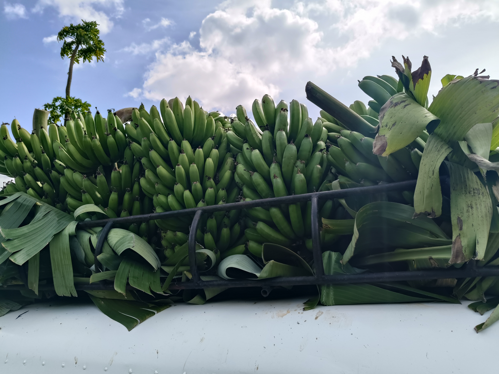 A place where bananas grow.