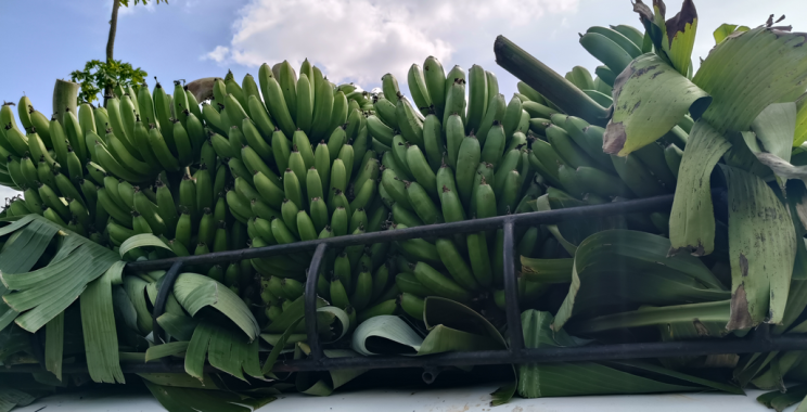 A place where bananas grow.