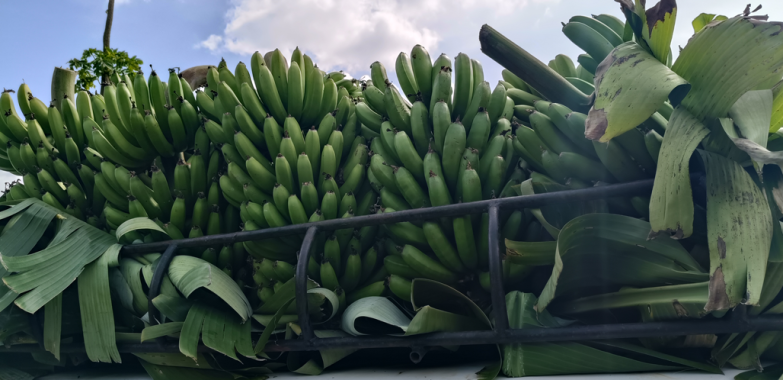 A place where bananas grow.